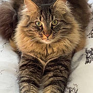 Simba a rejoint le concours — aidez-le/la à gagner de superbes lots ! animal, bed, cat, cute, ears, eyes, feline, fluffy, fur, indoor, looking_at_camera, marble_pattern, paws, pet, portrait, relaxed, soft_light, stretching, tabby, whiskers
