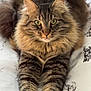 animal, bed, cat, cute, ears, eyes, feline, fluffy, fur, indoor, looking_at_camera, marble_pattern, paws, pet, portrait, relaxed, soft_light, stretching, tabby, whiskers