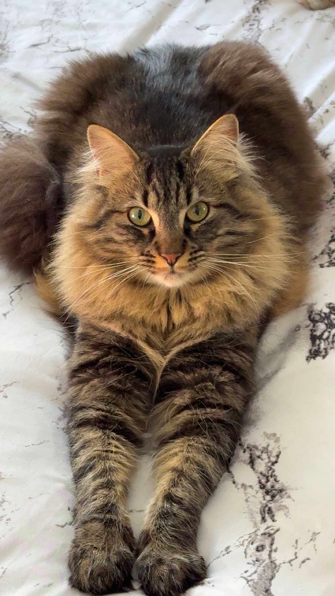 Simba