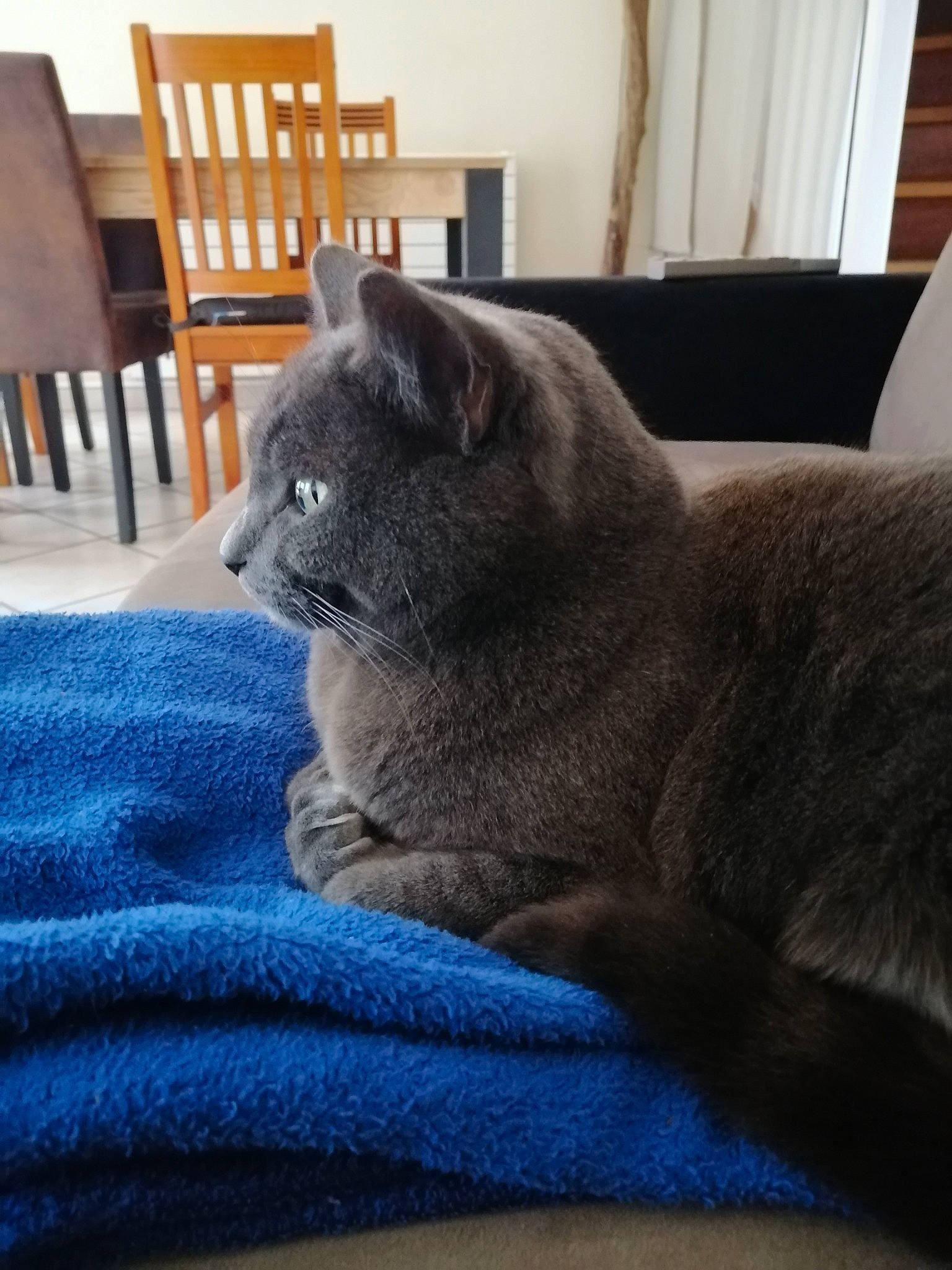 Cactus a rejoint le concours — aidez-le/la à gagner de superbes lots ! black_cat, carnivore, cat, chair, comfort, domestic_short_haired_cat, electric_blue, felidae, fur, grey, nap, outdoor_furniture, russian_blue, small_to_medium_sized_cats, snout, tail, terrestrial_animal, whiskers, window, wood