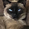 Blue joined the competition — help win amazing prizes! animal, blue_eyes, brown, cat, closeup, couch, domestic_cat, ears, face, feline, fur, indoor, looking, mammal, pet, portrait, relaxing, resting, siamese_cat, whiskers