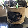 Blue is registered to the contest to win money with this photo: animal, black_surface, cat, cat_condo, cats, cozy, cute, feline, fur, green_leaves, home, houseplant, indoor, natural_light, pet, resting, siamese_cat, sleeping, tabby_cat, window