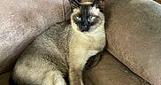 Blue is registered to the contest to win money with this photo: animal, blue_eyes, cat, couch, cute, domestic_animal, ears, feline, fur, furniture, home, indoor, lounging, paw, pet, relaxed, resting, siamese_cat, tail, whiskers