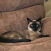 Blue is registered to the contest to win money with this photo: animal, blue_eyes, brown_couch, cat, couch, cozy, domestic_cat, ears, fur, furniture, home, indoor, laying_down, looking, pet, relaxing, resting, siamese_cat, tail, whiskers