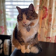 Charlie is registered to the contest to win money with this photo: cat, fluffy, tabby, white_fur, sitting, indoor, table, curtains, window, pet, domestic_animal, whiskers, ears, fur, collar, tag, soft_light, blurred_background, curious, cozy