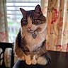 cat, fluffy, tabby, white_fur, sitting, indoor, table, curtains, window, pet, domestic_animal, whiskers, ears, fur, collar, tag, soft_light, blurred_background, curious, cozy
