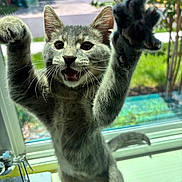 Rufus is registered to the contest to win money with this photo: animal, cat, closeup, curious, domestic_cat, feline, glass, gray_tabby, greenery, indoor, kitten, outdoor, paws, pet, playful, street, sunlight, whiskers, window, young