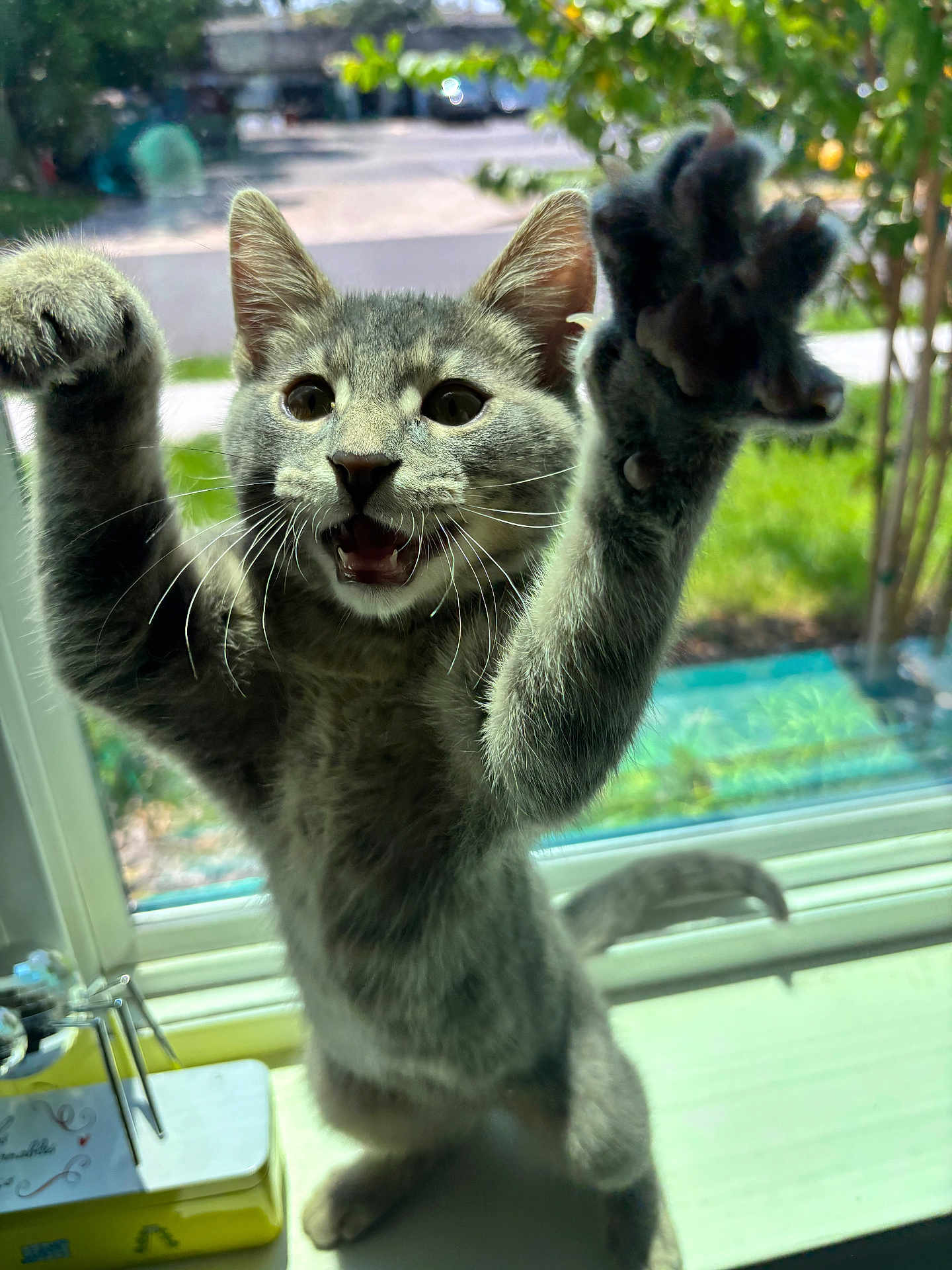 Rufus