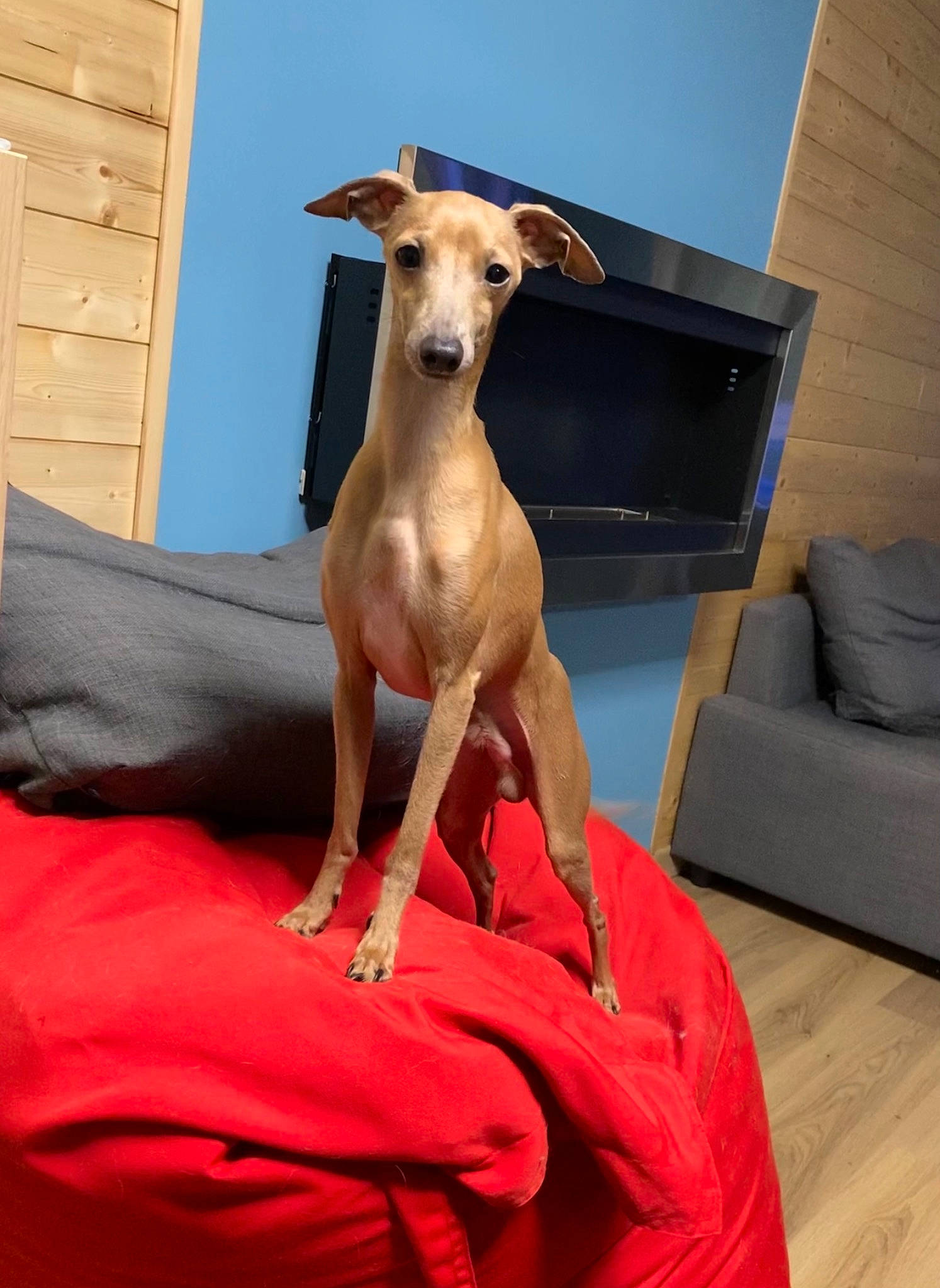 Orion a rejoint le concours — aidez-le/la à gagner de superbes lots ! cabinetry, canidae, carnivore, comfort, companion_dog, cupboard, dog, dog_breed, dog_supply, drawer, fawn, flooring, furniture, pet_supply, sighthound, snout, sporting_group, terrestrial_animal, wood, working_animal