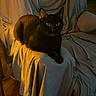 cat, black_cat, feline, pet, animal, sitting, lounging, chair, armchair, blanket, indoor, home, living_room, furniture, black_fur, green_eyes, glowing_eyes, portrait, warm_lighting, wooden_floor