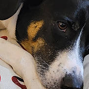 Avery is registered to the contest to win money with this photo: dog, close_up, resting, cushion, black_fur, white_fur, tan_fur, pet, animal, portrait, indoor, relaxed, cute, face, fur, snout, ears, nostrils, whiskers, eyes