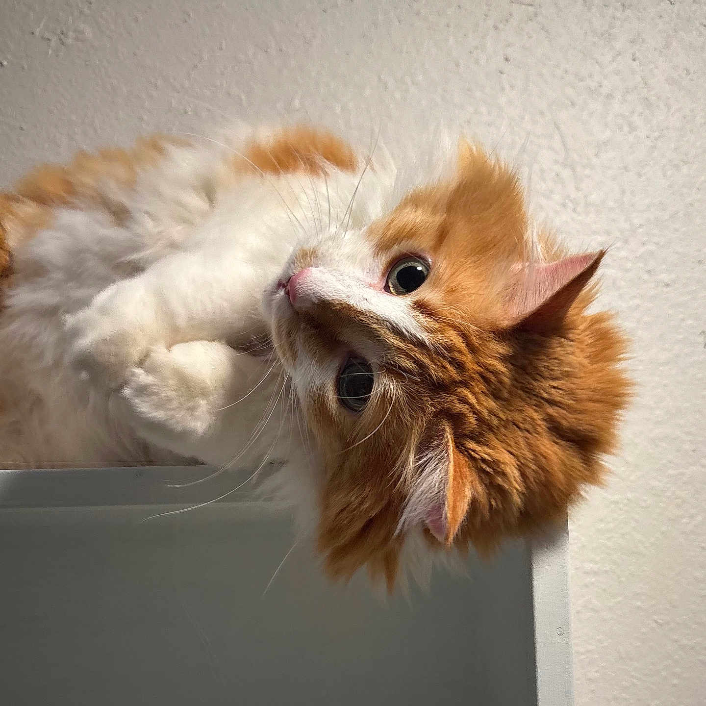 Louis is registered to the contest to win money with this photo: animal, cat, closeup, curious, cute, ears, edge, fluffy_fur, head_tilt, indoor, looking_up, orange_cat, pet, playful, portrait, soft_fur, texture, wall, whiskers, white_cat
