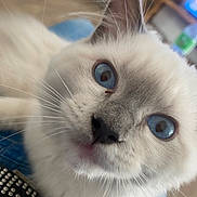 Aragorn participe au concours pour gagner de l'argent avec cette photo : cat, blue_eyes, close_up, fluffy, whiskers, indoor, pet, cute, animal, soft_fur, domestic_cat, curious, face, portrait, feline, white_fur, focus, background_blur, nose, ears