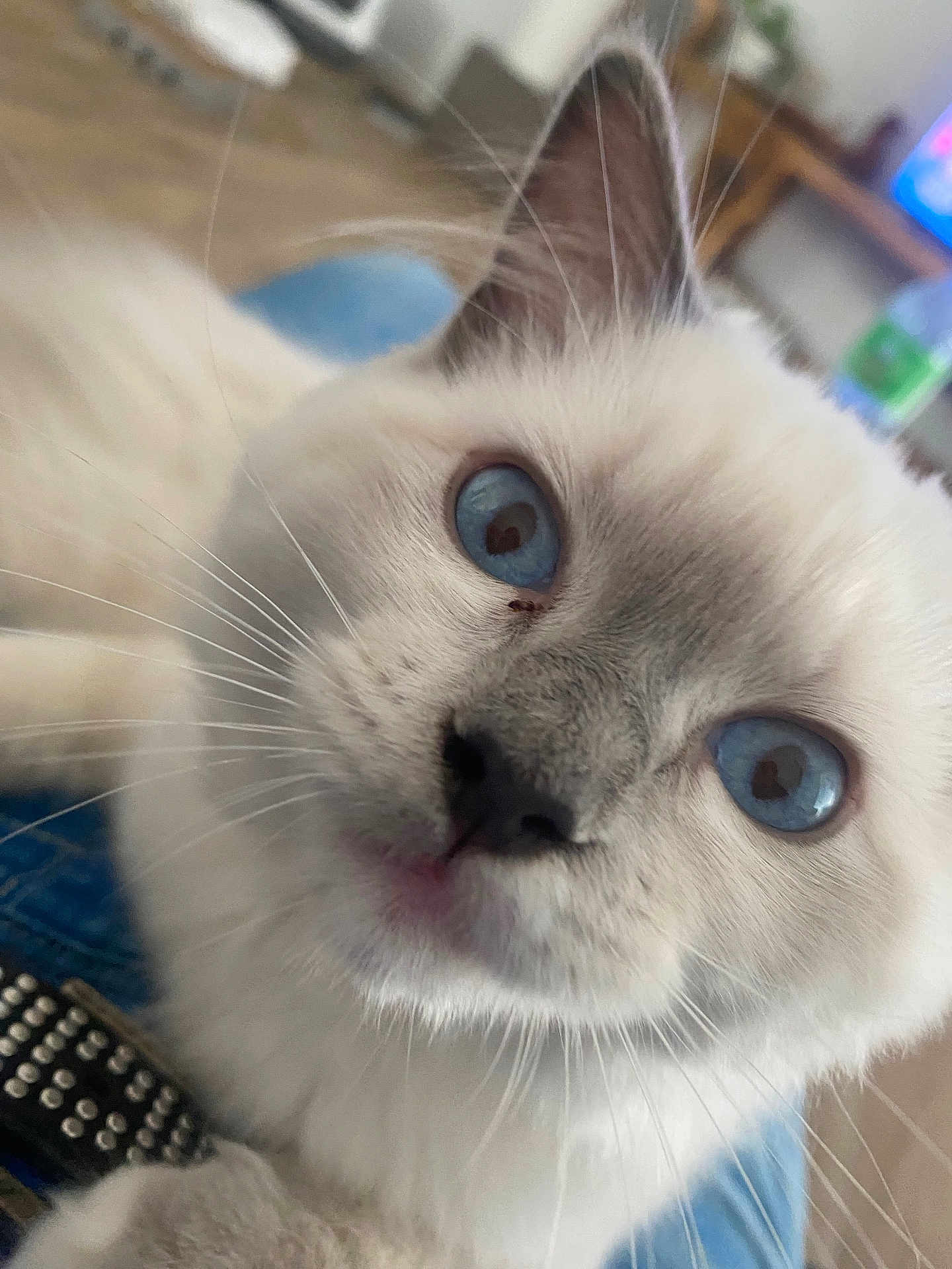 Aragorn participe au concours pour gagner de l'argent avec cette photo : cat, blue_eyes, close_up, fluffy, whiskers, indoor, pet, cute, animal, soft_fur, domestic_cat, curious, face, portrait, feline, white_fur, focus, background_blur, nose, ears