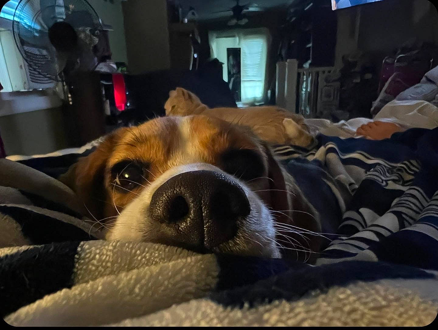 Kali is registered to the contest to win money with this photo: animal_shelter, canidae, carnivore, comfort, companion_dog, couch, dog, dog_breed, fawn, flooring, fur, linens, paw, room, snapshot, snout, sporting_group, square, whiskers, working_animal
