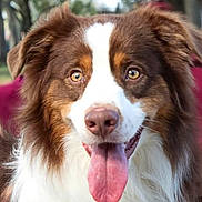 Chewy is registered to the contest to win money with this photo: dog, canine, pet, tongue_out, brown_and_white, fluffy, portrait, outdoor, trees, nature, animal, happy, friendly, ears, fur, close_up, muzzle, eyes, nose, daylight