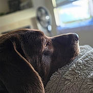Athena joined the competition — help win amazing prizes! dog, brown_dog, close_up, indoor, resting, blanket, cozy, window, blinds, soft_light, fur, pet, side_view, calm, relaxed, animal, mammal, snout, ear, texture