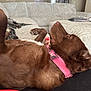dog, brown_dog, collar, pet, lying_down, couch, indoor, relaxed, fur, canine, domestic_animal, comfortable, resting, pink_collar, living_room, furniture, house, home, animal, sleepy