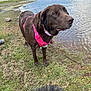 Athena is registered to the contest to win money with this photo: dog, brown_dog, pink_harness, lake, water, grass, outdoor, pet, animal, nature, canine, fur, collar, side_view, daylight, quiet, scenic, ground, muzzle, leisure