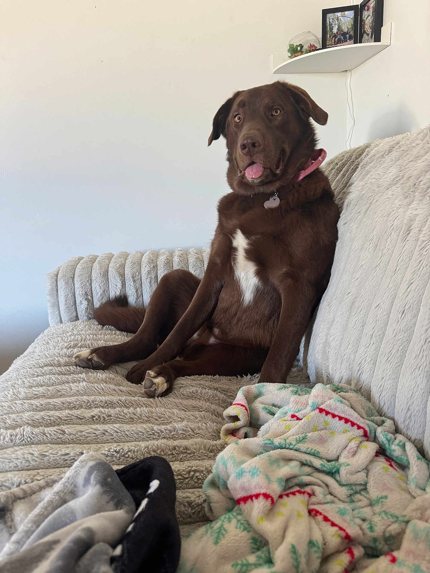 Athena is registered to the contest to win money with this photo: dog, brown_dog, couch, blanket, indoor, pet, relaxed, tongue_out, plush_furniture, collar, home, cozy, white_wall, shelf, picture_frame, casual_pose, fur, animal, comfort, resting