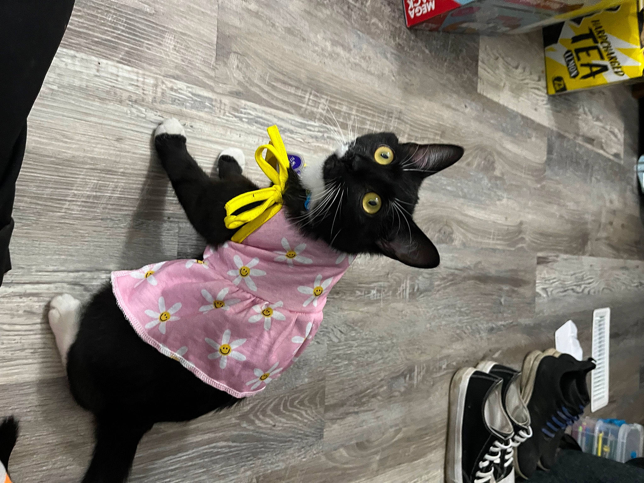 Mittens joined the competition — help win amazing prizes! black, black_cat, canidae, carmine, carnivore, cat, costume, dog_breed, dog_supply, felidae, fictional_character, flooring, fur, grey, magenta, paw, small_to_medium_sized_cats, tail, toy, whiskers
