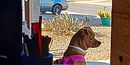 Gabby is registered to the contest to win money with this photo: cactus, calculator, car, chair, curious, daylight, desk, dog, fence, gravel, house, looking, outside, pens, pink_harness, sky, street, suburban, trees, window