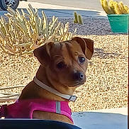 Gabby joined the competition — help win amazing prizes! animal, backyard, brown_dog, cactus, collar, curious, daylight, desert, dog, gravel, harness, leash, nature, outdoor, pet, plant, side_view, sitting, small_dog, sunlight