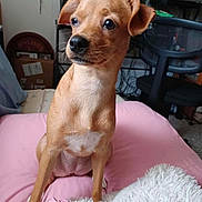 Gabby joined the competition — help win amazing prizes! dog, puppy, tan, small_dog, indoor, cushion, pink, blanket, furniture, chair, pet, cute, alert, fur, whiskers, nose, ears, floor, home, cozy