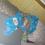 Gabby is registered to the contest to win money with this photo: bed, bedding, blanket, blue_blanket, chihuahua, cozy, cute, dog, domestic_pet, ears, flash, home, indoor, pillow, resting, sleeping, small_dog, snowman_pattern, tilted, tucked_in