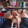 carpet, clutter, coffee_table, cozy, cute, dog, furniture, glasses, indoor, lap, living_room, person_legs, pet_bed, puppy, puppy_on_lap, shorts, small_dog, table, tan_puppy, water_bottle