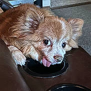 Gizmo joined the competition — help win amazing prizes! dog, tongue, brown_fur, resting, leather, armrest, cup_holder, indoor, carpet, cozy, pet, animal, fur, cute, close_up, snout, ears, home, relaxed, funny