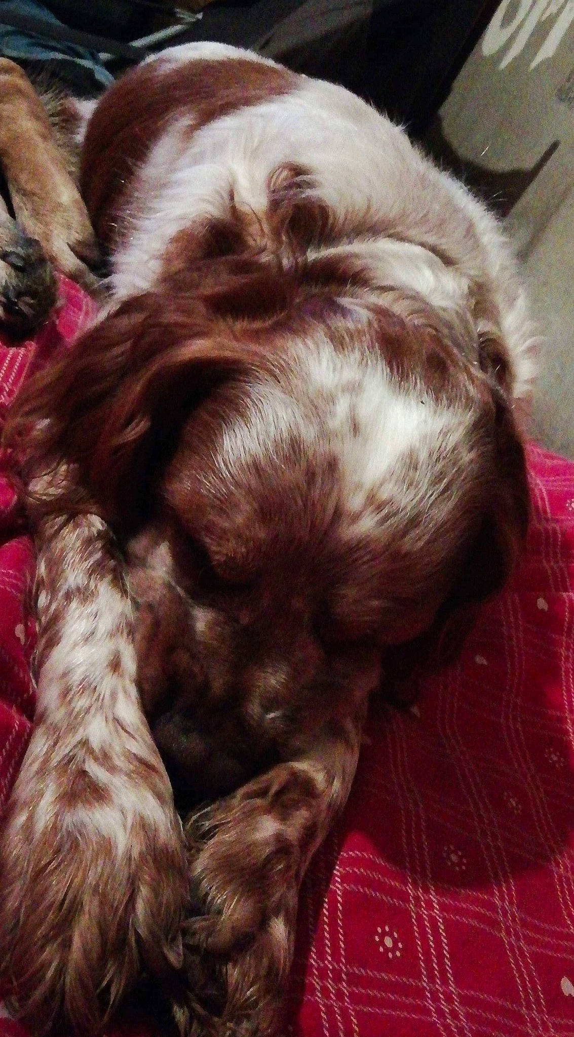 D'Jo a rejoint le concours — aidez-le/la à gagner de superbes lots ! american_cocker_spaniel, blue_picardy_spaniel, canidae, carnivore, cocker_spaniel, companion_dog, dog, dog_breed, ear, english_cocker_spaniel, english_springer_spaniel, french_spaniel, liver, mammal, puppy, puppy_love, russian_spaniel, small_munsterlander, spaniel, sporting_group