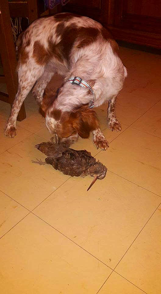 D'Jo a rejoint le concours — aidez-le/la à gagner de superbes lots ! canidae, carnivore, dog, dog_breed, fawn, spaniel, sporting_group, tail