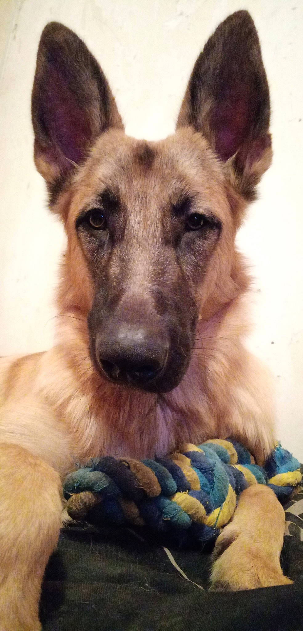 Oméga a rejoint le concours — aidez-le/la à gagner de superbes lots ! belgian_shepherd, belgian_shepherd_malinois, canidae, carnivore, dog, dog_breed, east_european_shepherd, fawn, german_shepherd_dog, king_shepherd, kunming_wolfdog, mammal, old_german_shepherd_dog, rare_breed_dog, shiloh_shepherd_dog, snout, tervuren, vertebrate