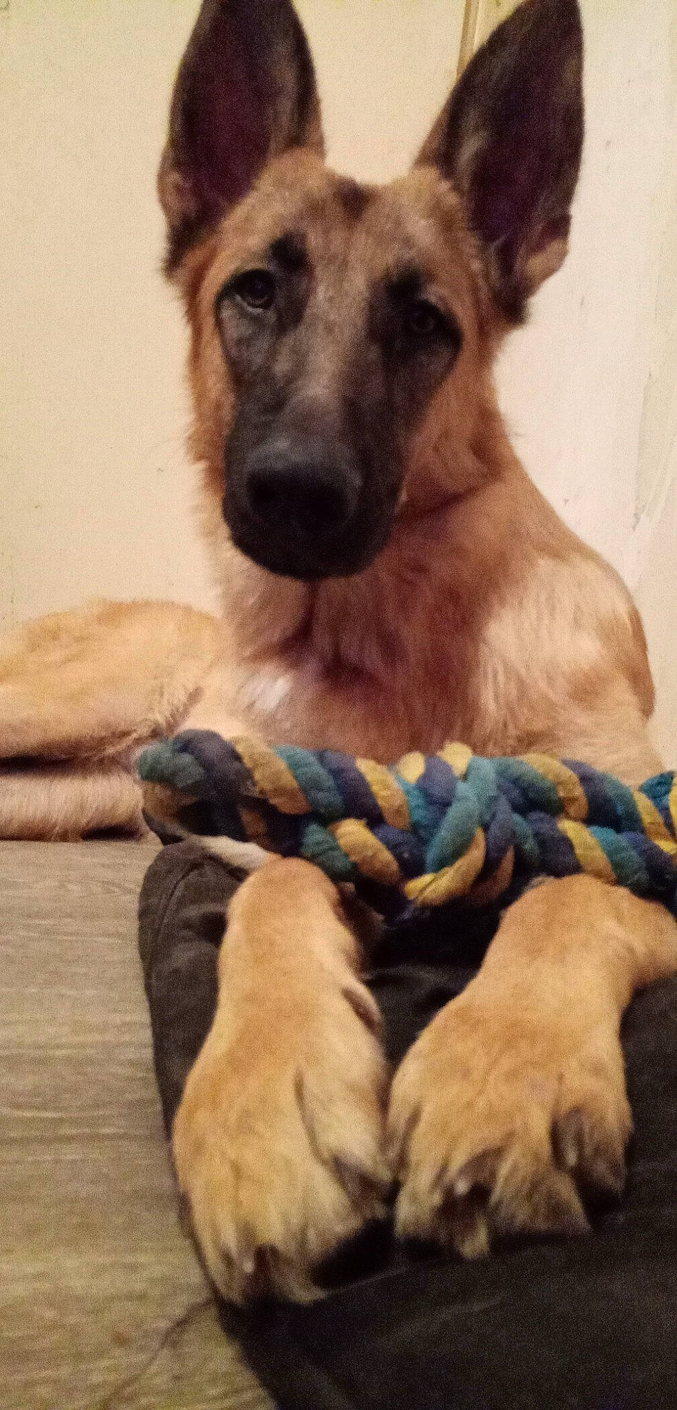 Oméga participe au concours pour gagner de l'argent avec cette photo : black_mouth_cur, canidae, carnivore, dog, dog_breed, fawn, german_shepherd_dog, mammal, snout, street_dog, vertebrate