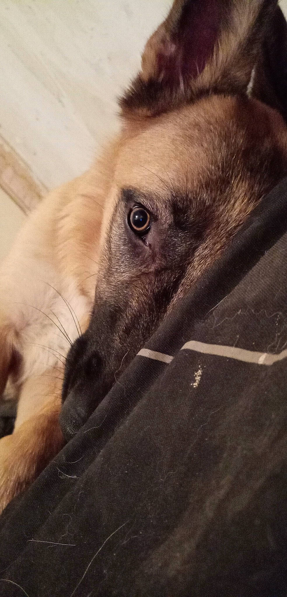 Oméga a rejoint le concours — aidez-le/la à gagner de superbes lots ! borzoi, canidae, carnivore, close_up, dog, dog_breed, ear, eye, fawn, fur, galgo_espanol, longhaired_whippet, mammal, nose, photography, silken_windhound, snout, street_dog, vertebrate, whiskers