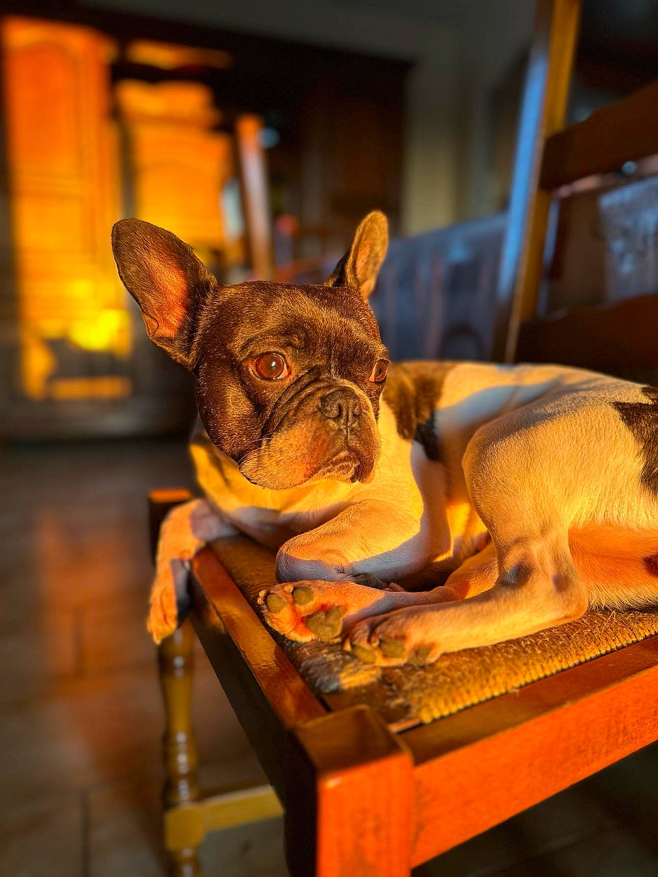 Plume participe au concours pour gagner de l'argent avec cette photo : bulldog, canidae, carnivore, comfort, companion_dog, dog, dog_breed, ear, fawn, french_bulldog, molosser, room, snout, sporting_group, terrestrial_animal, toy_dog, whiskers, wood, working_animal, wrinkle