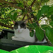 Random Kitty joined the competition — help win amazing prizes! cat, gray_and_white_cat, animal, outdoor, greenery, leaves, branches, nature, sunlight, relaxed, resting, pet, feline, tree, shade, closeup, wildlife, garden, summer, peaceful