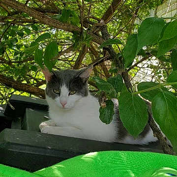 Random Kitty joined the competition — help win amazing prizes! cat, gray_and_white_cat, animal, outdoor, greenery, leaves, branches, nature, sunlight, relaxed, resting, pet, feline, tree, shade, closeup, wildlife, garden, summer, peaceful