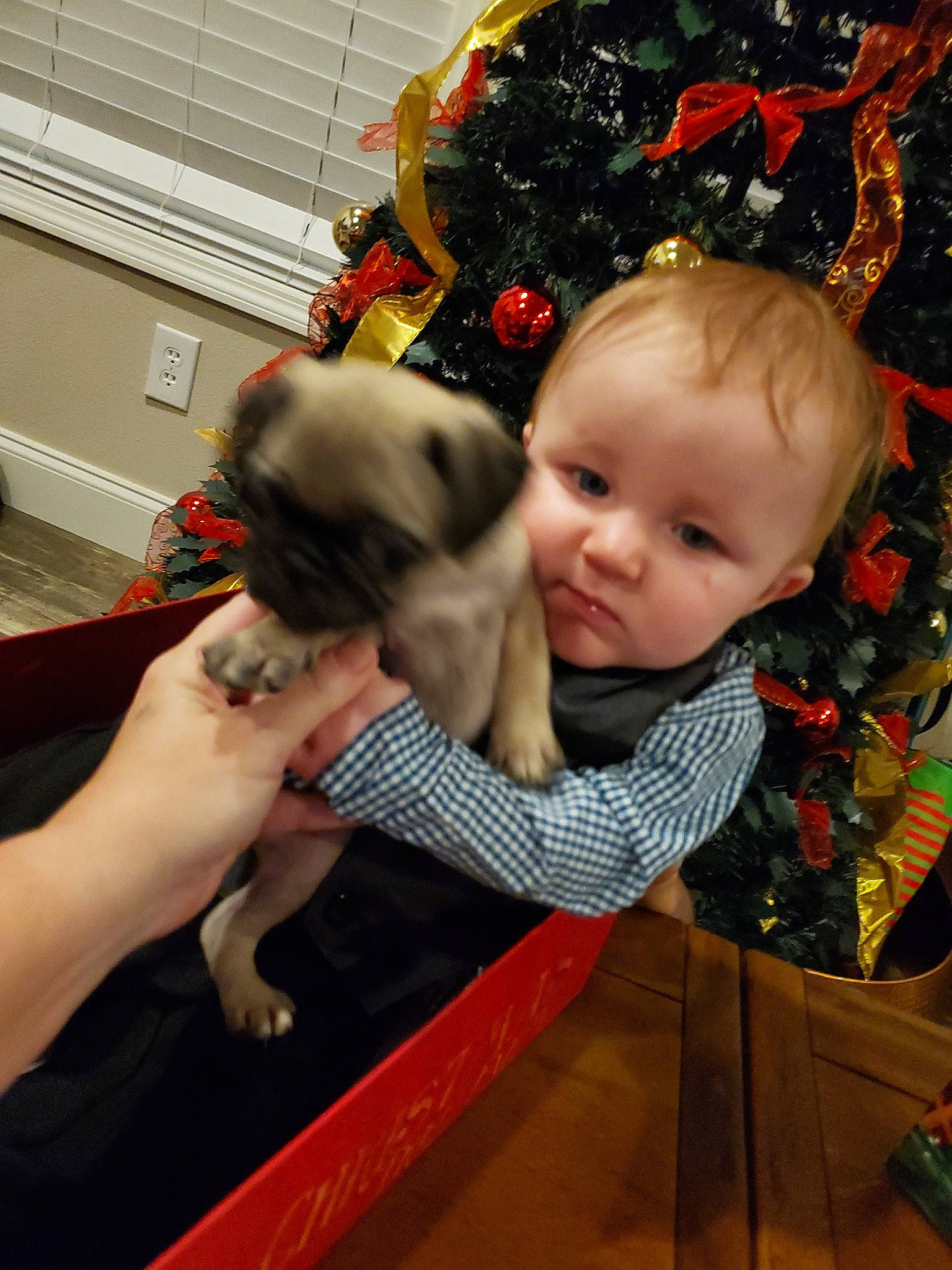 Kace joined the competition — help win amazing prizes! canidae, carnivore, child, christmas, companion_dog, dog, dog_breed, fawn, non_sporting_group, person, puppy_love, shih_tzu, sporting_group, toddler