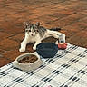 Bella a rejoint le concours — aidez-le/la à gagner de superbes lots ! kitten, cat, food_bowl, water_bowl, checkered_cloth, tiled_floor, indoor, pet, animal, small_cat, resting, curious, brown_tiles, white_and_gray_fur, domestic_cat, flooring, feeding_time, cozy, home, relaxed
