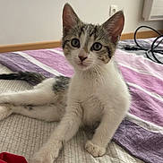 Bella a rejoint le concours — aidez-le/la à gagner de superbes lots ! kitten, cat, bed, remote_control, towel, indoor, curious, pet, animal, white, gray, striped, young, cute, paw, resting, looking, feline, domestic, relaxed