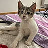 kitten, cat, bed, remote_control, towel, indoor, curious, pet, animal, white, gray, striped, young, cute, paw, resting, looking, feline, domestic, relaxed