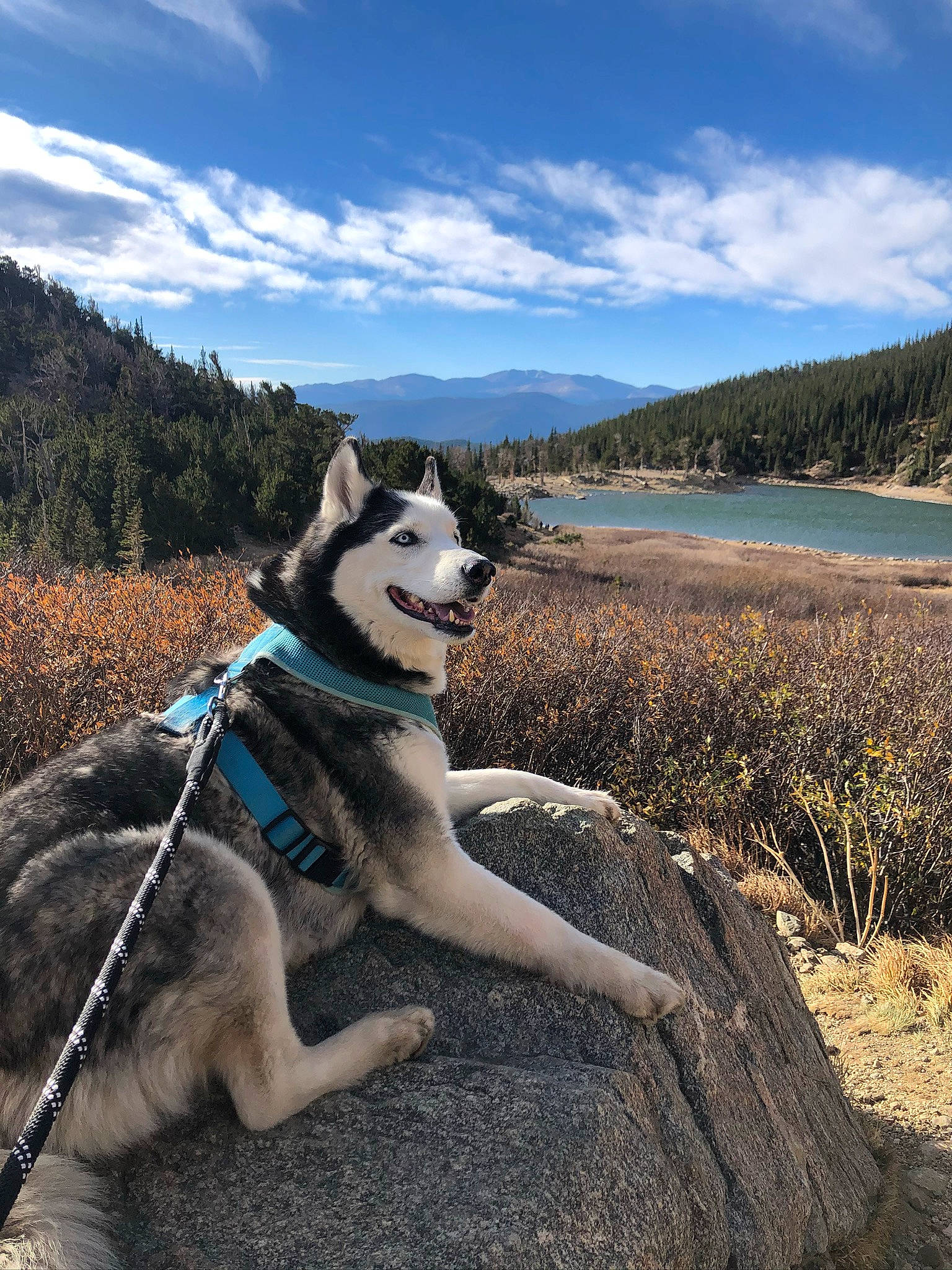 Thor joined the competition — help win amazing prizes! carnivore, cloud, collar, companion_dog, dog, dog_breed, dog_collar, fawn, lake, leash, mountain, pet_supply, plant, recreation, sky, sled_dog, tail, tree, water, working_animal