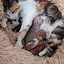 cat, kitten, newborn, mother_cat, nursing, fluffy_blanket, cozy, sleeping, fur, animal, cute, domestic_cat, pet, resting, comfort, mammal, pink, soft_texture, close_up, snuggling
