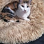 Appache participe au concours pour gagner de l'argent avec cette photo : animal, bed, calico, cat, comfort, cozy, curious, cute, domestic, ears, feline, fluffy, fur, indoor, pet, relaxed, resting, sleepy, soft, whiskers
