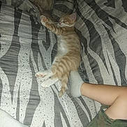 Appache a rejoint le concours — aidez-le/la à gagner de superbes lots ! kitten, cat, sleeping, blanket, patterned, striped, orange_tabby, paw, person, legs, socks, camouflage_shorts, resting, indoor, cozy, feline, pet, soft, relaxation, comfort