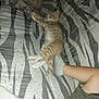 kitten, cat, sleeping, blanket, patterned, striped, orange_tabby, paw, person, legs, socks, camouflage_shorts, resting, indoor, cozy, feline, pet, soft, relaxation, comfort