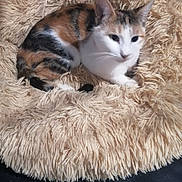 Appache a rejoint le concours — aidez-le/la à gagner de superbes lots ! animal, bed, calico, cat, comfort, cozy, cute, domestic_animal, ears, feline, fluffy_cushion, fur, indoor, paw, pet, relaxed, resting, sleeping, soft, whiskers