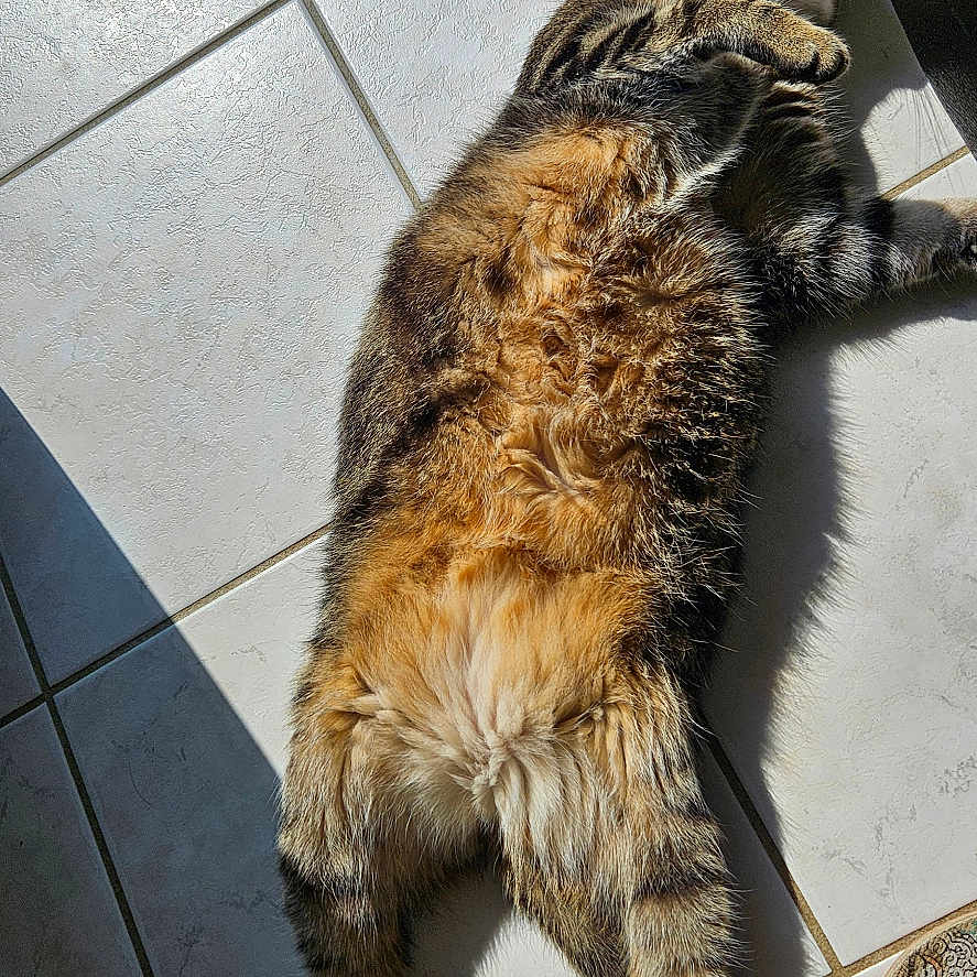 Symba participe au concours pour gagner de l'argent avec cette photo : abyssinian, accessories, animal, cat, couch, flagstone, hardwood, kitten, leash, manx, path, person, pet, sidewalk, slate, sleeping, strap, tile, walkway, wood